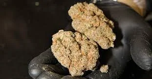 Michigan Communities are Raking in Benefits of Legalized Cannabis