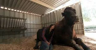 How a California Rescue Farm is Helping Animals and Humans Heal From Trauma