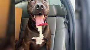 Dog Gets Fresh Start After 473 Days in Shelter and Chance at a 'New Life'
