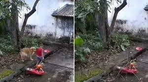 Golden Retriever in China Drags Boy to Safety Seconds Before Tree Branch Snaps &amp; Falls