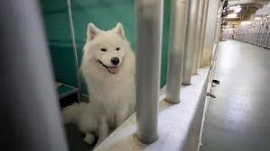 Hurricane Milton: Hundreds of Pets Adopted, Fostered After Shelter's Plea for Help Went Viral