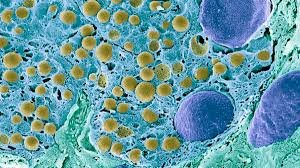 In a 1st, Scientists Reversed Type 1 Diabetes by Reprogramming a Person's Own Fat Cells