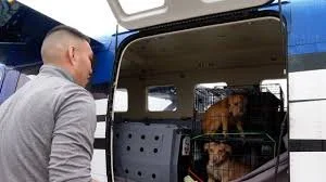 Wheels are Up and Tails are Wagging! Pilots to the Rescue Flying Dogs to New York