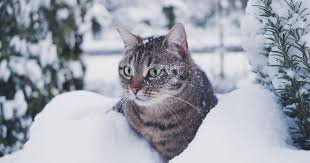At What Temperature Does Your Cat Start Feeling Cold?