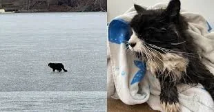 Blind Cat Rescued From Floating Piece of Ice on Massachusetts Lake: "Nothing Short of a Miracle"
