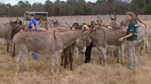 Building a Humane World for Animals