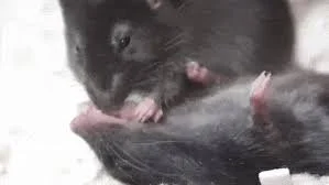 Mice Perform ‘First Aid’ to Revive Their Stricken Companions