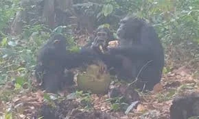 Wild Chimpanzees Filmed by Scientists Bonding Over Alcoholic Fruit