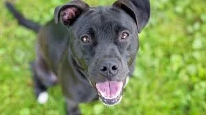 Rescue Dog Who Has Chaotic 6:00am Dance Parties Is the Definition of Joy