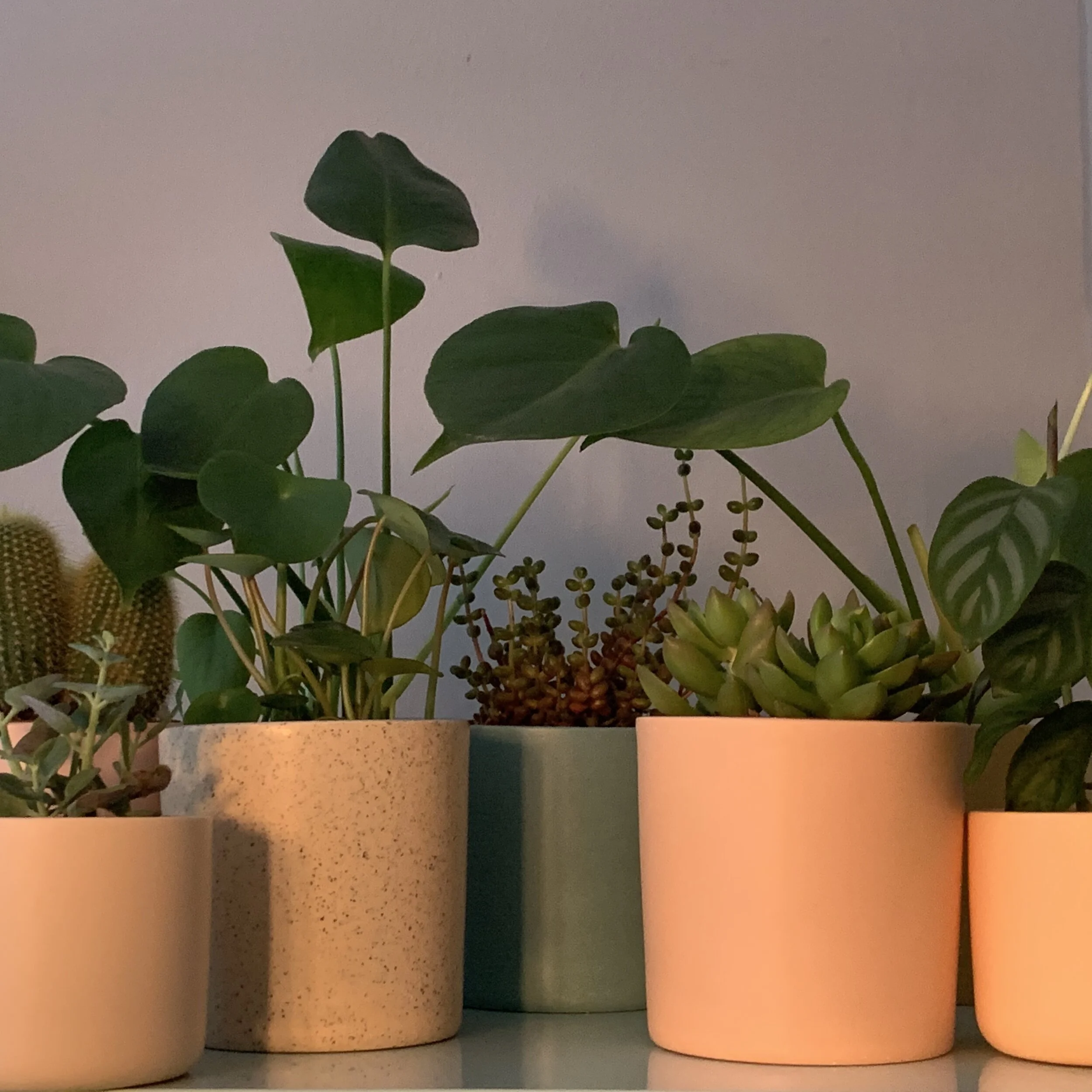 Plant Pots