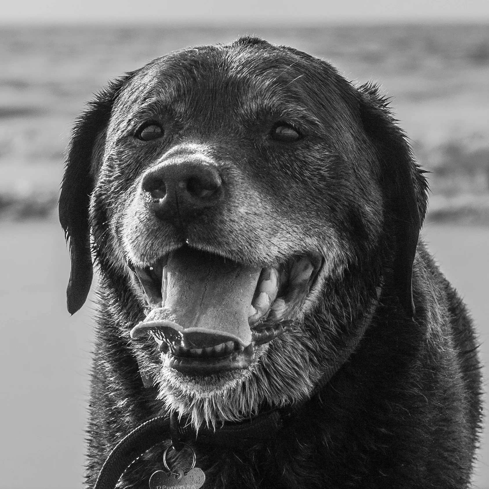 Mylo Okeeffe is a dog that is only truly happy when on the beach&nbsp;