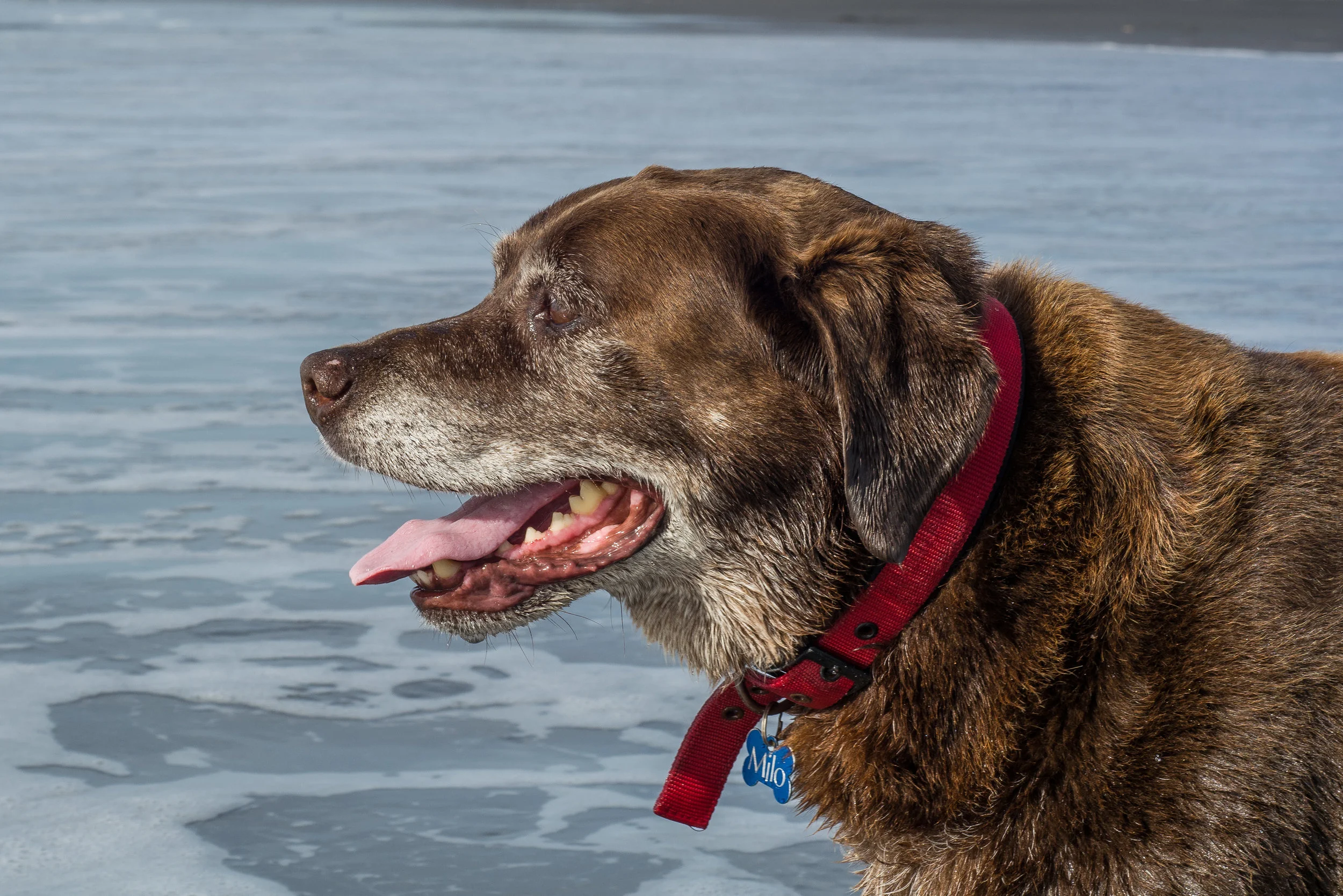 This is his "I got you the damn stick now throw it in the water" look&nbsp;