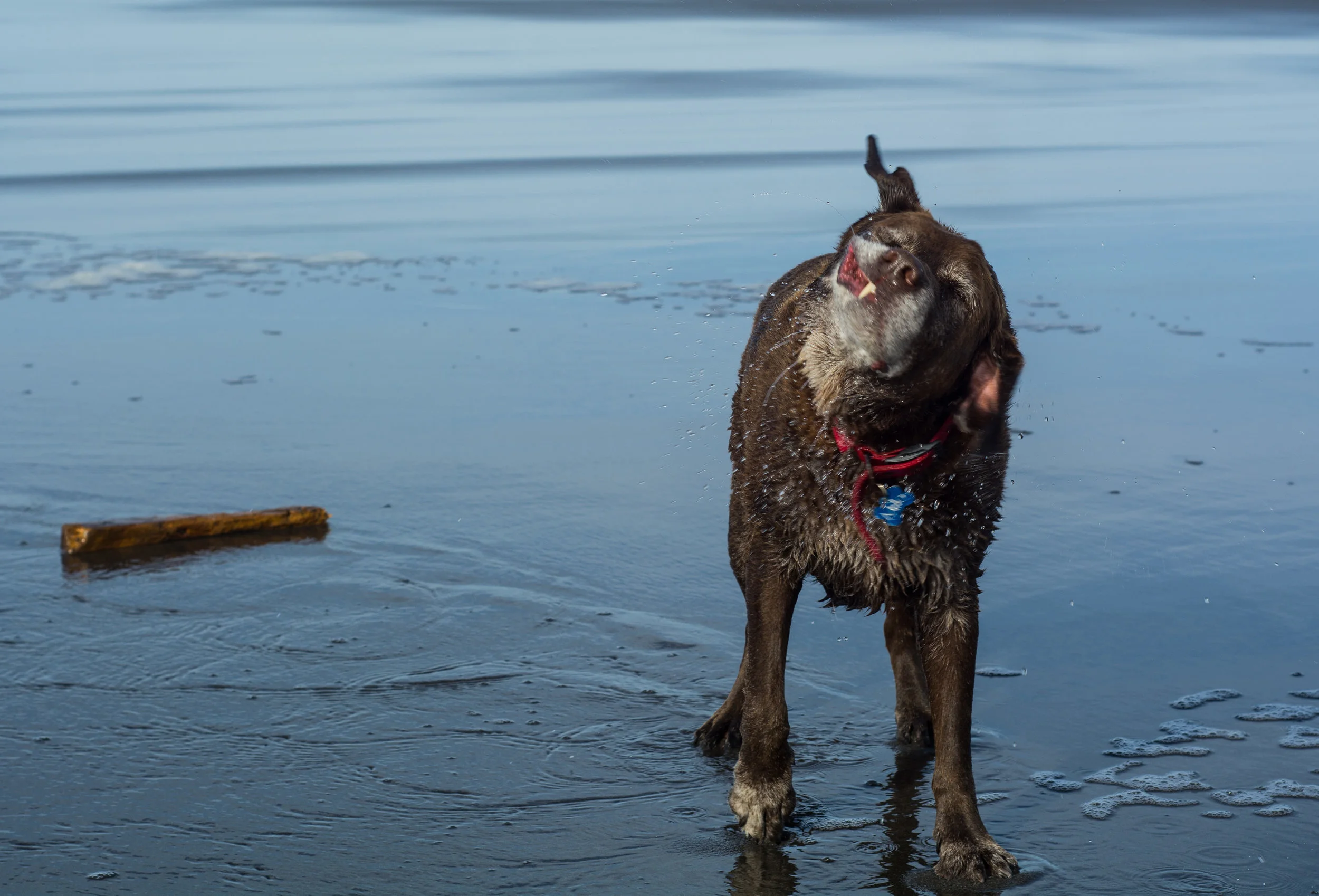 His stick of choice! taken mid shake!&nbsp;