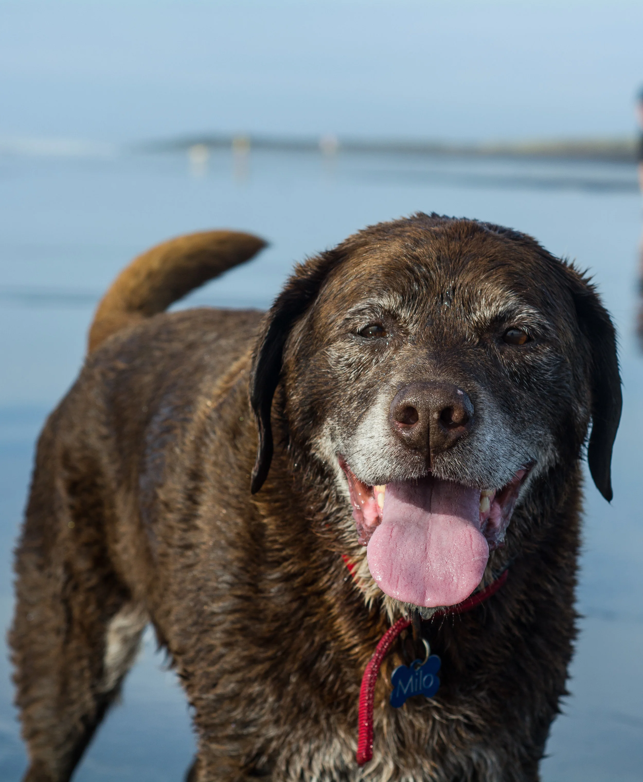 Proper beach dog. never happier than when he is chasing a stick on the beach.&nbsp;