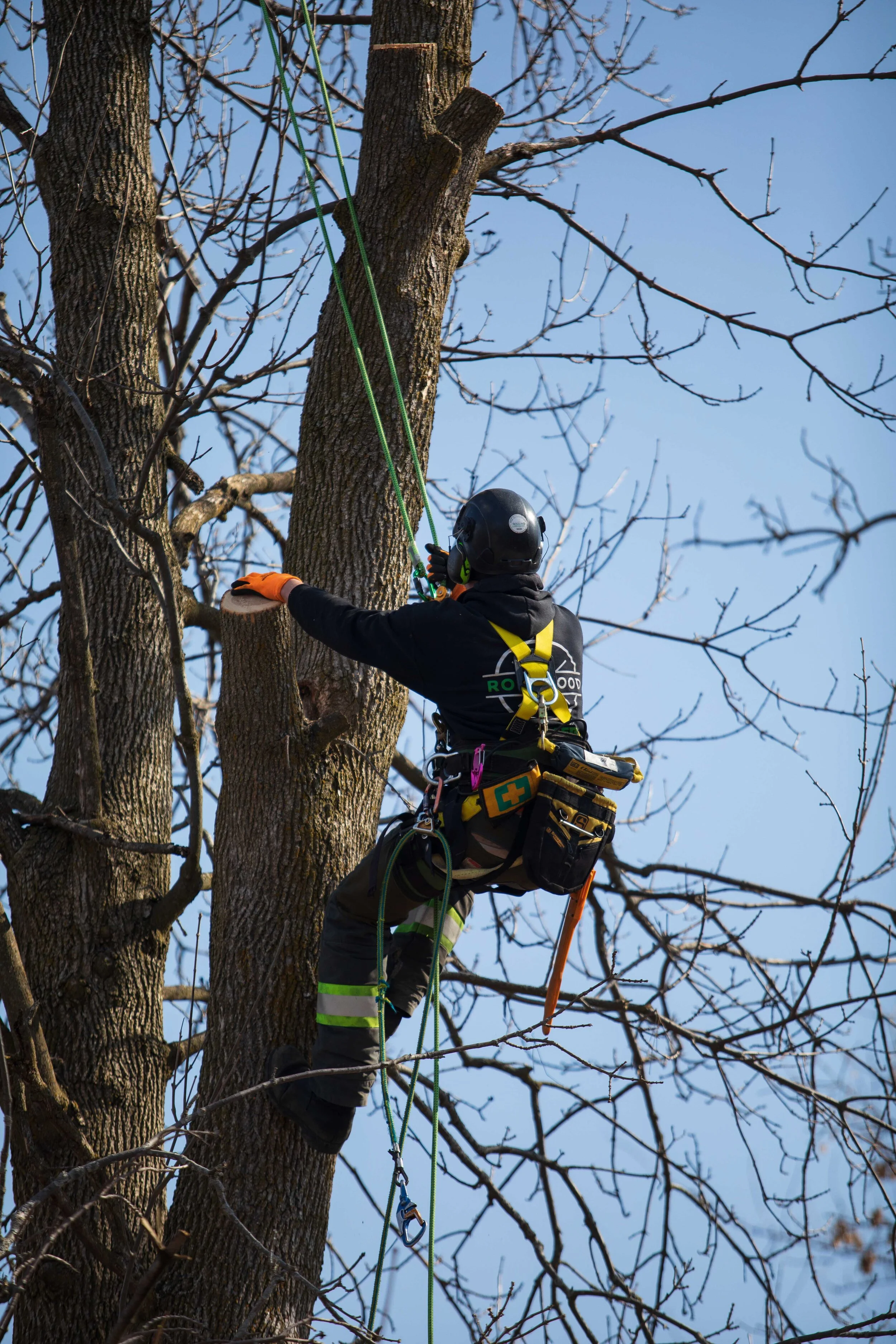 Tree Maintenance — Rockwood Tree Services