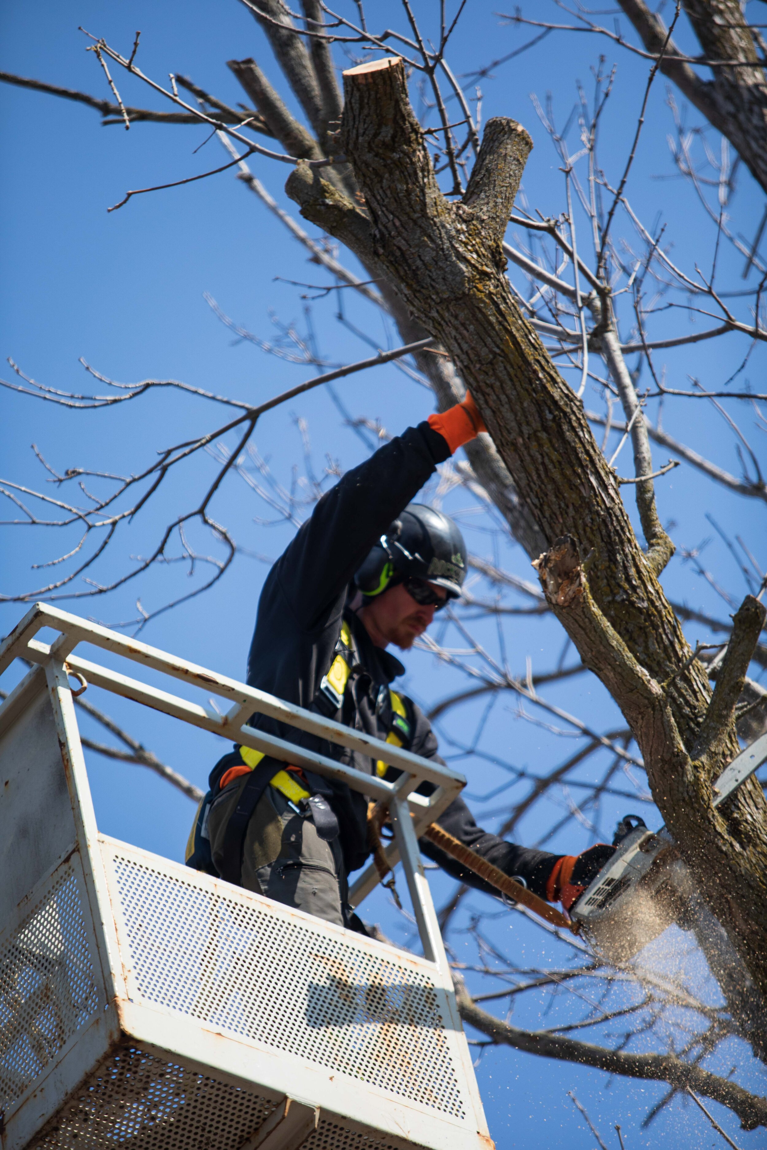 Tree Maintenance — Rockwood Tree Services