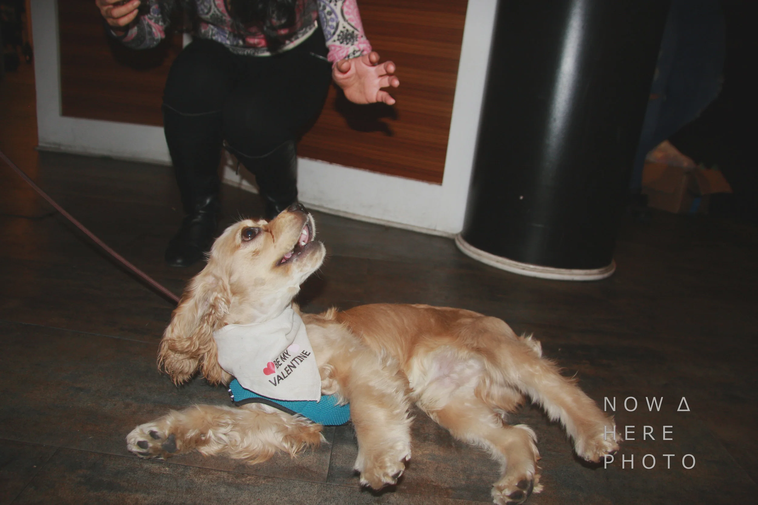 Dig 02.14.18 - D Pet Hotels Chelsea-2017.jpg
