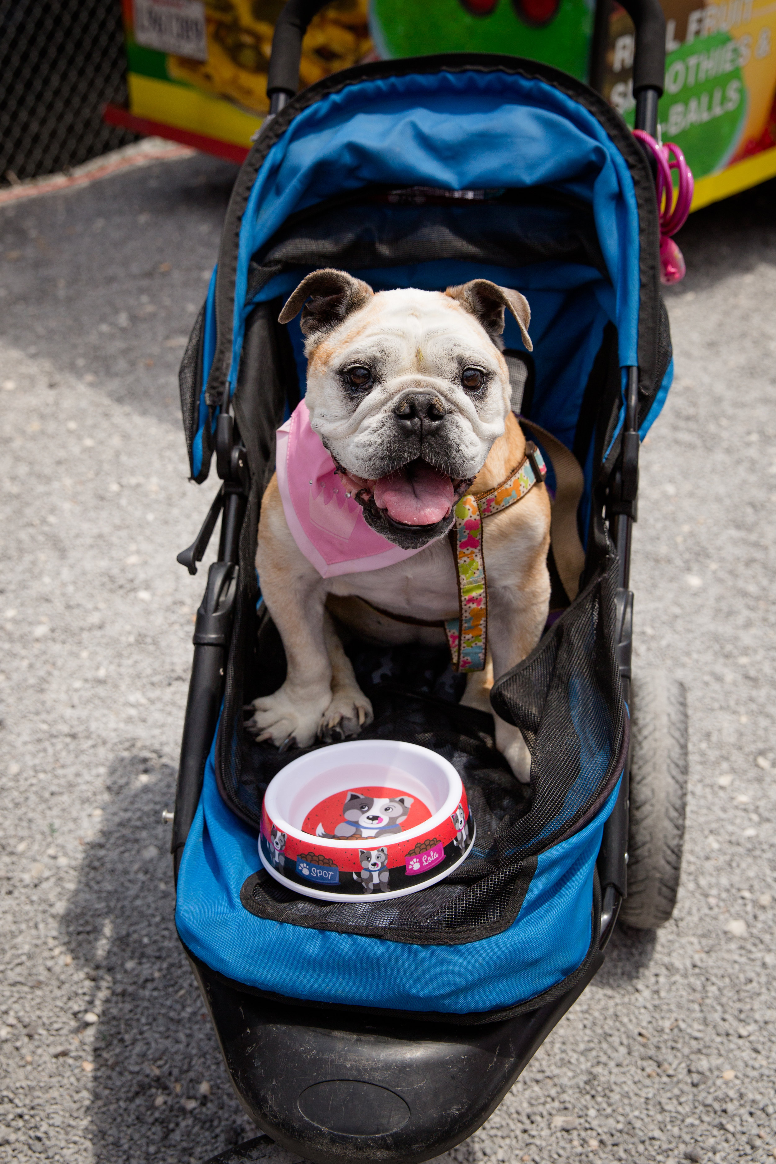 Dig Dog Mom's Day-1.jpg