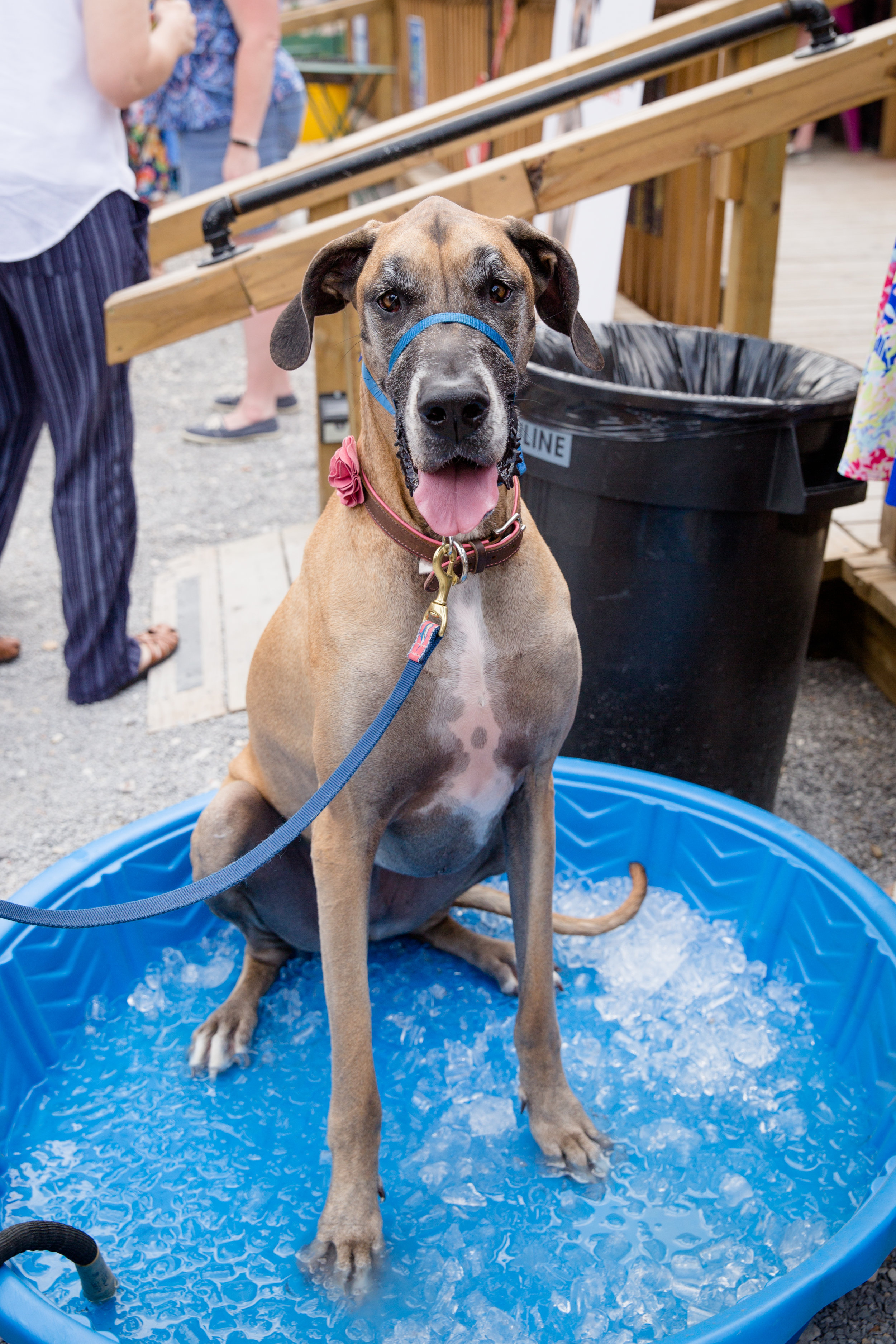 Dig Dog Mom's Day-19.jpg