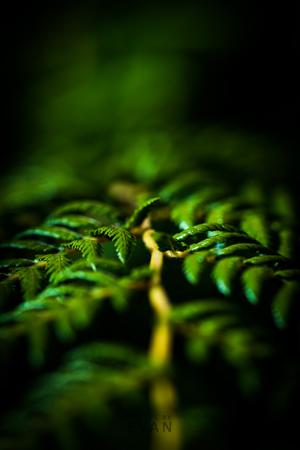 1st April Photo Competition / Critique