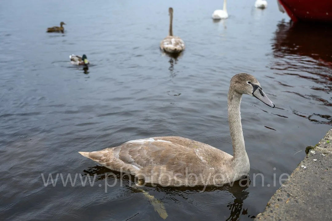 MATTE EXPORT SI LOUGH KEY-1030.jpg