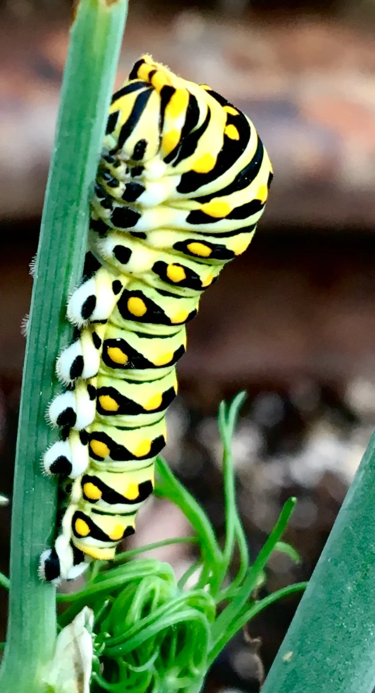 Wild Life
