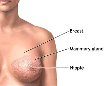 04_OS_Breast_Normal_A.jpg