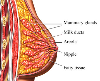 04_OS_Breast_Normal_B.jpg