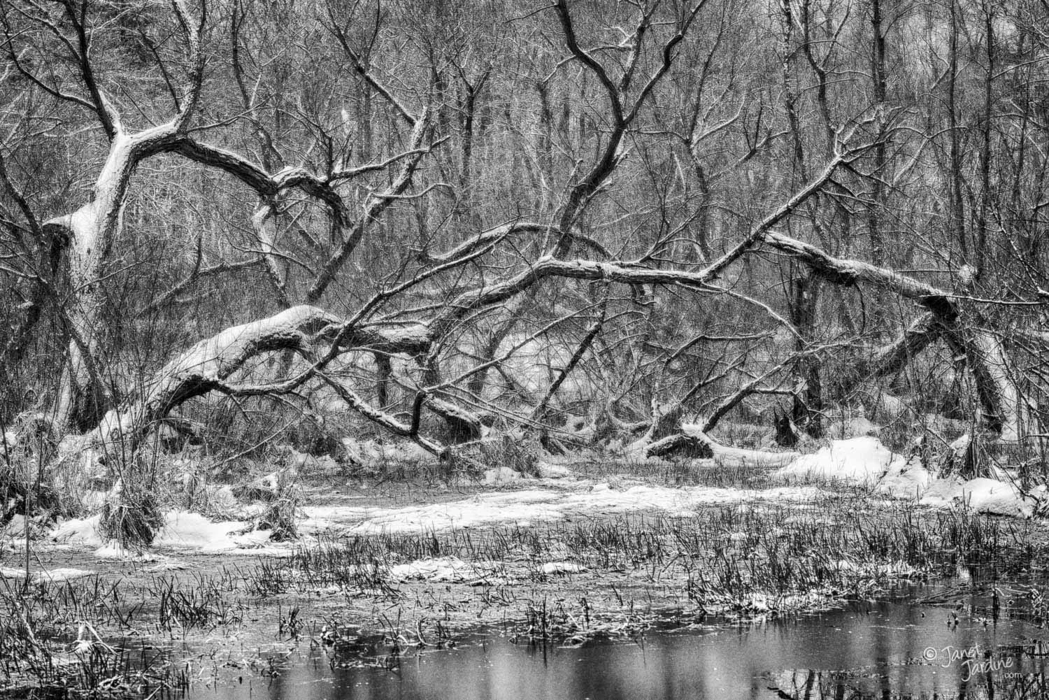 Tree-tangle-after-a-Spring-snowfall-at-the-marsh_Photo_copyright_Janet_Jardine-2.jpg