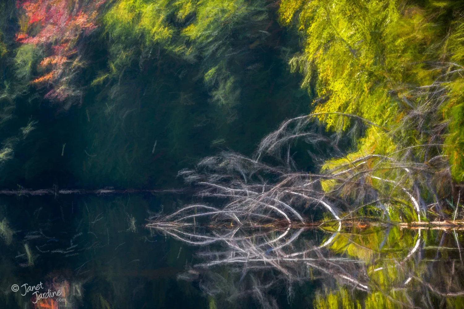 Early-Autumn-Reflection_Photo_copyright_Janet_Jardine_SquareSpace.jpg