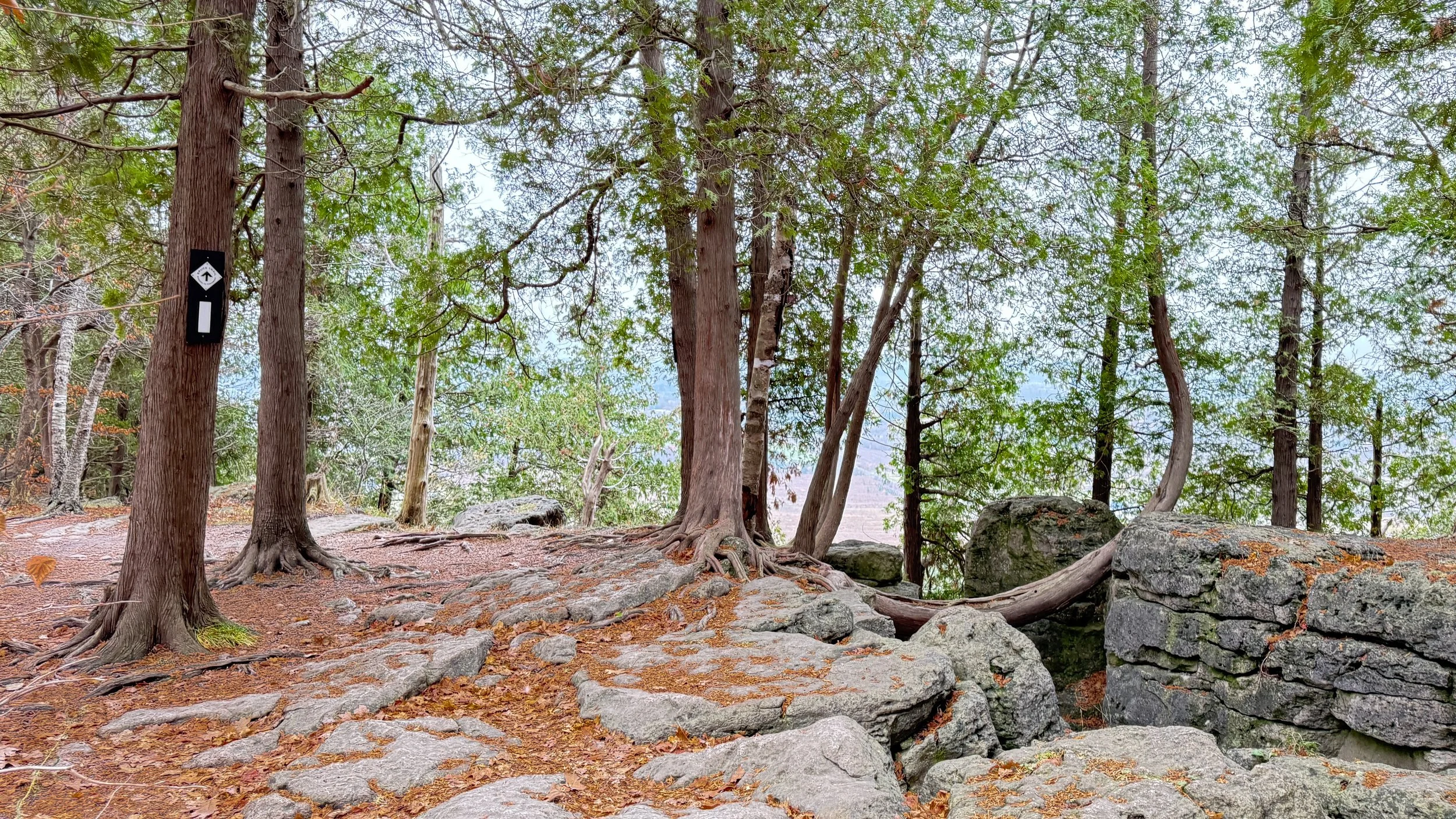 bruce-trail-mount-nemo-bendy-tree_photo-by-janet-jardine.jpg