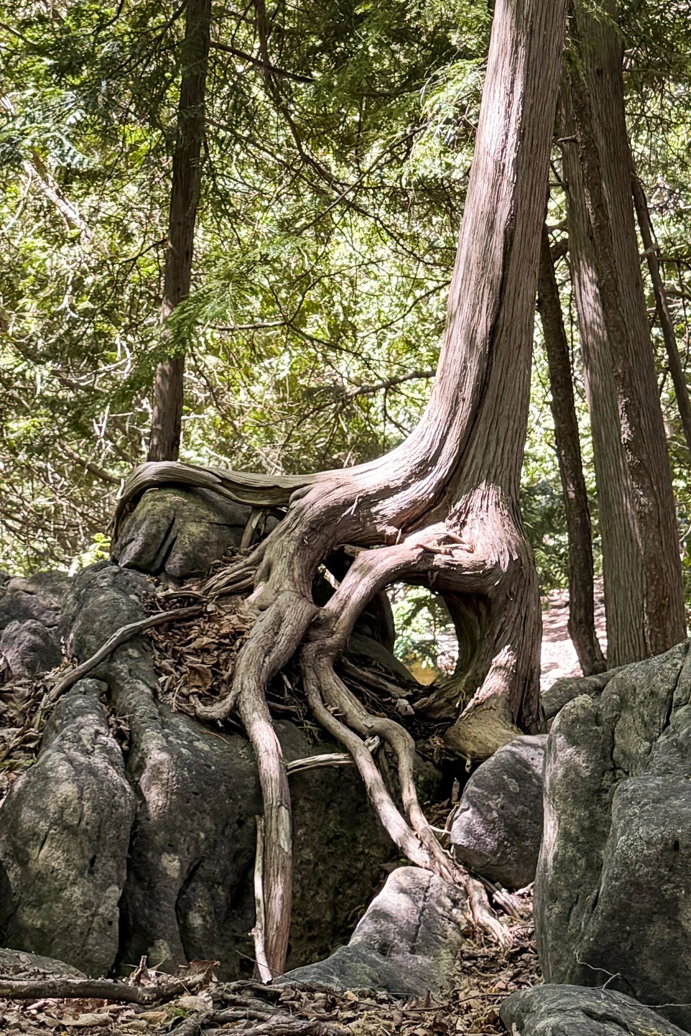 White cedar tree along the Bruce Trail with exposed roots wrapping around stone in a unique, natural pattern.