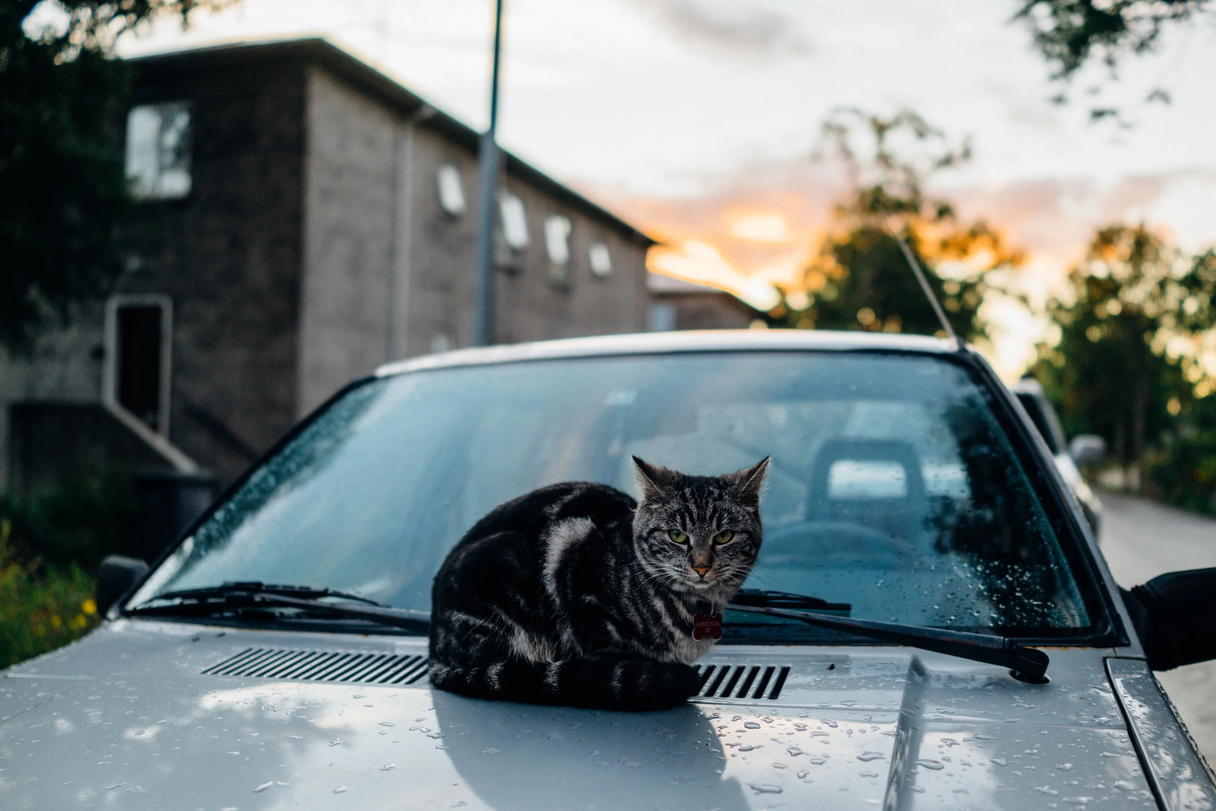 The cat of Háteigsvegur 23