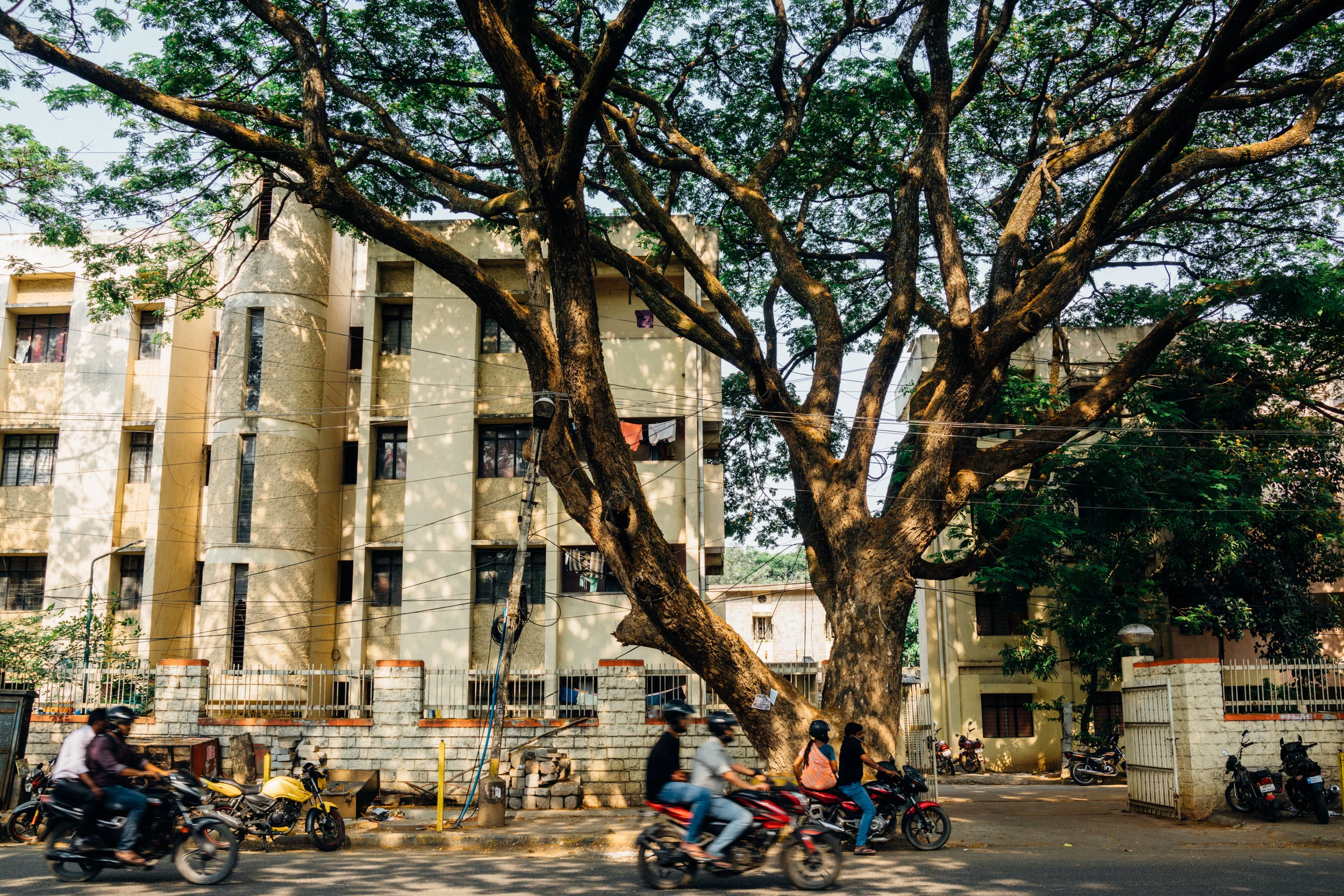 Albizia saman , commonly called the rain tree, on Sir CV Raman Road