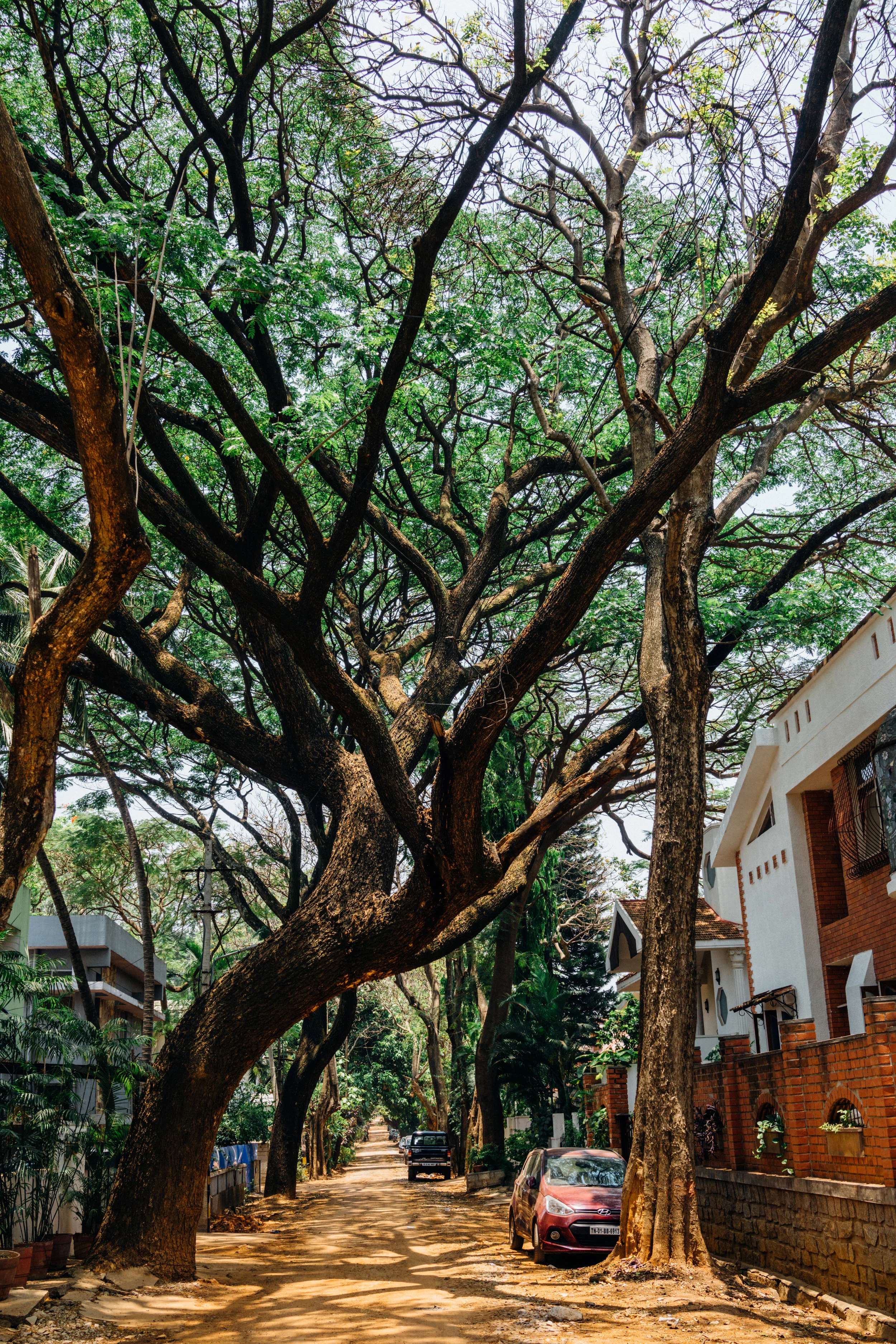 Albizia saman on one of the narrow streets in Indiranagar