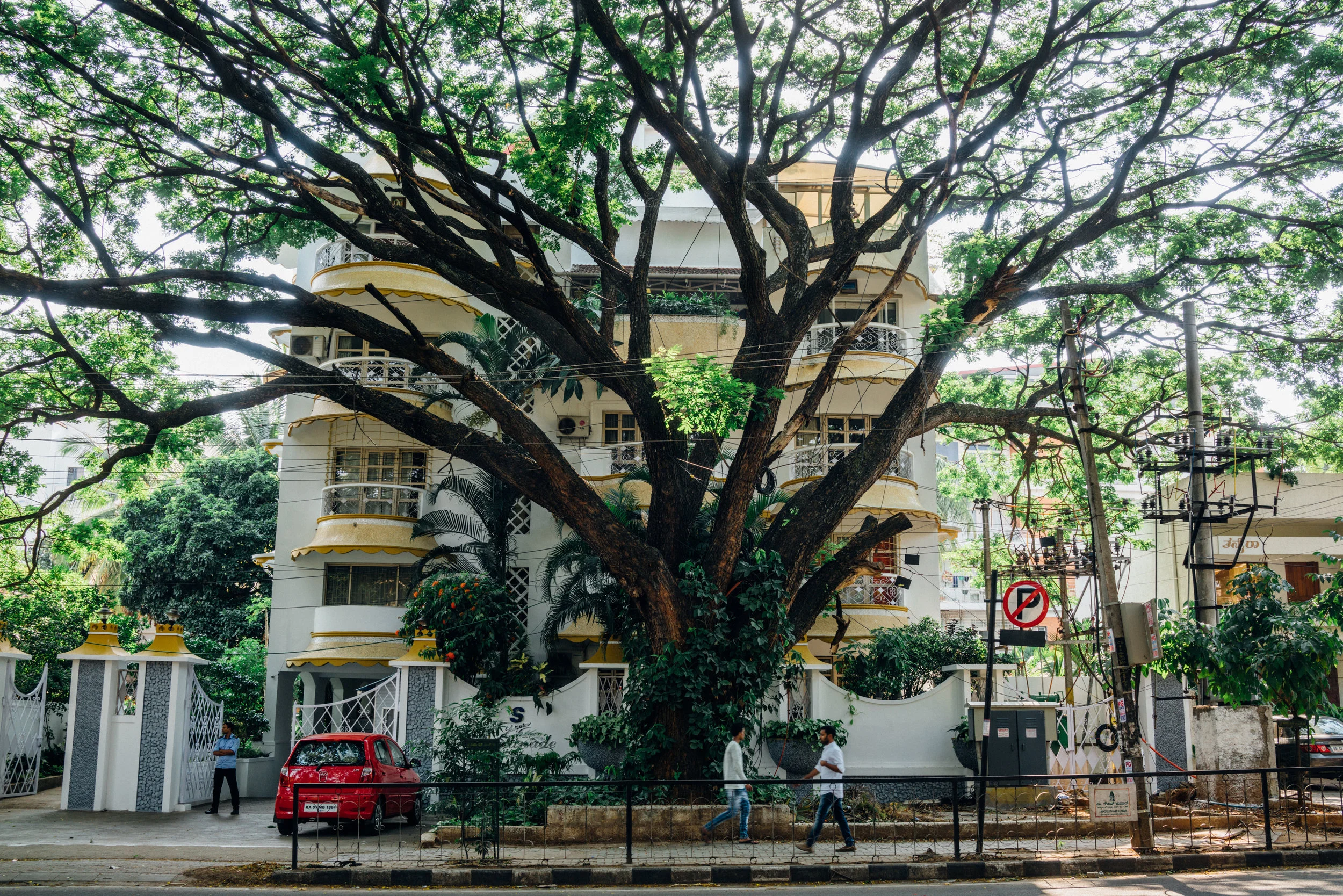 Albizia saman on 100 Feet Road in Indiranagar