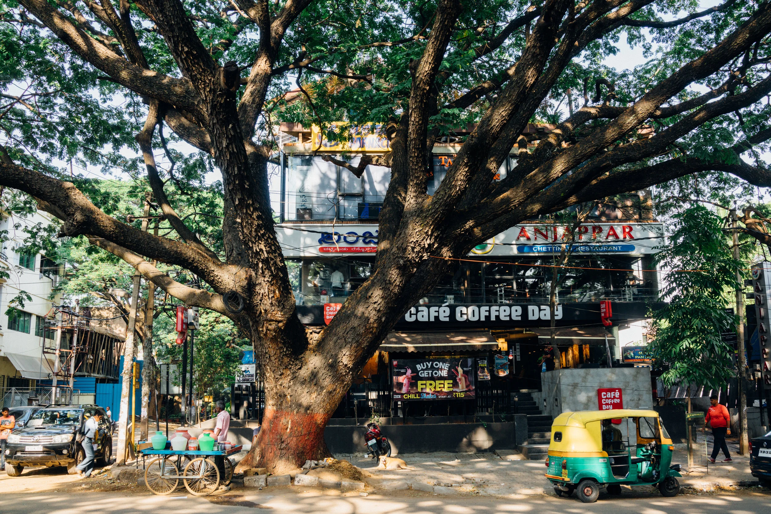 Albizia saman on 100 Feet Road in Indiranagar