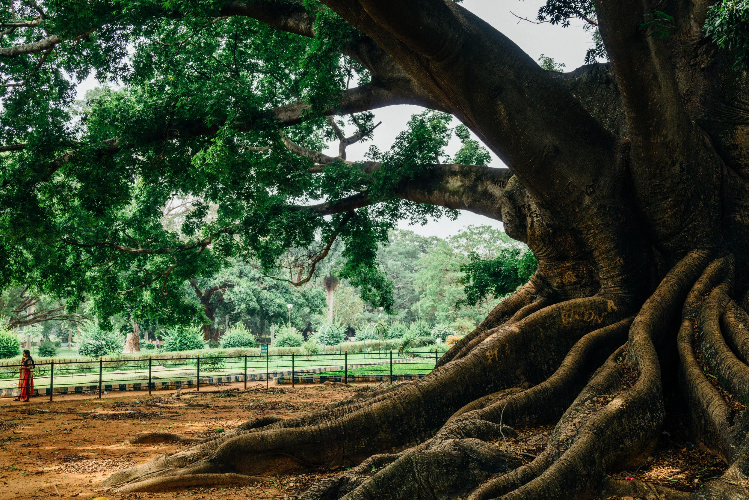 A Ceiba pentandra , or White Silk-Cotton Tree, over 200 years old, at Lalbagh in Bangalore