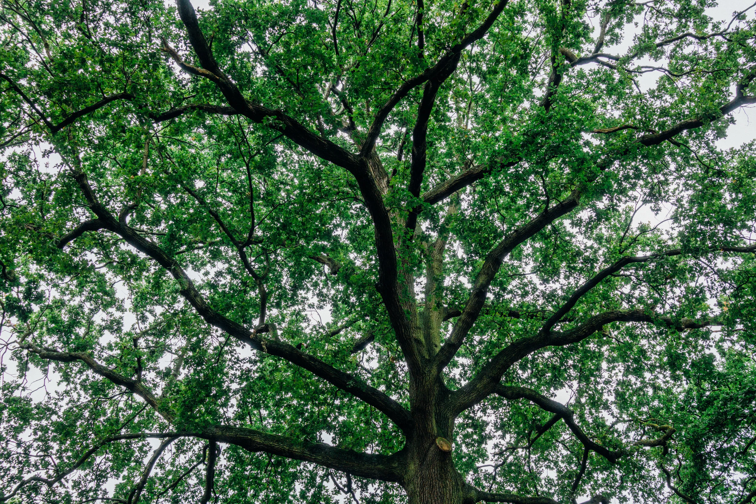 Streatham Common