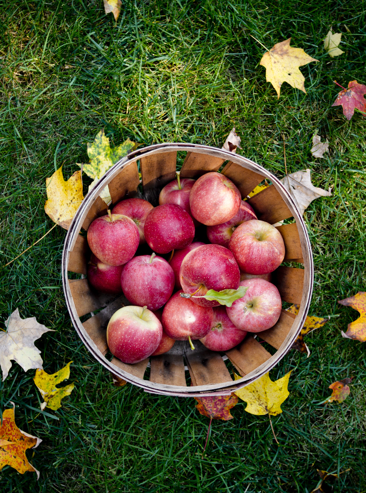 apple-picking-autumn-wood-basket-foliage.jpg