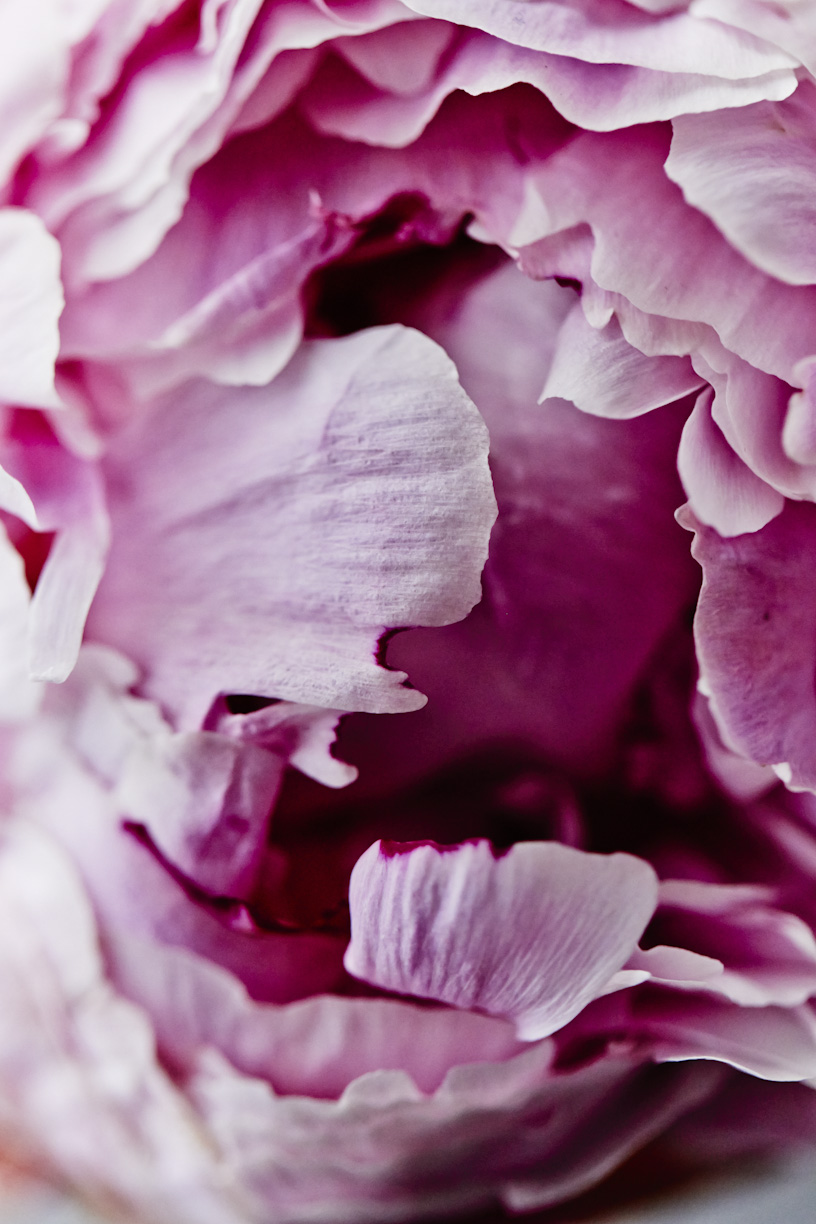 close-up-pink-peony-flower.jpg