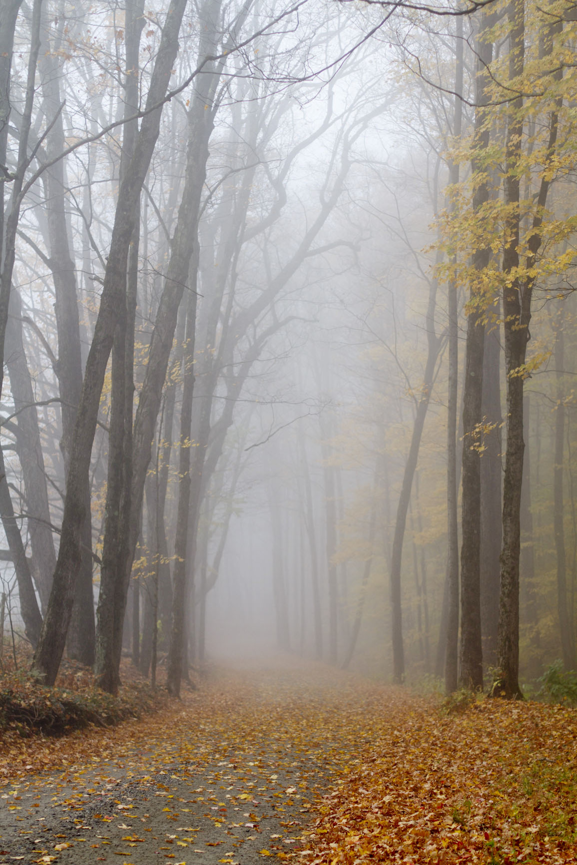 foggy-autumn-foliage-dirt-road.jpg