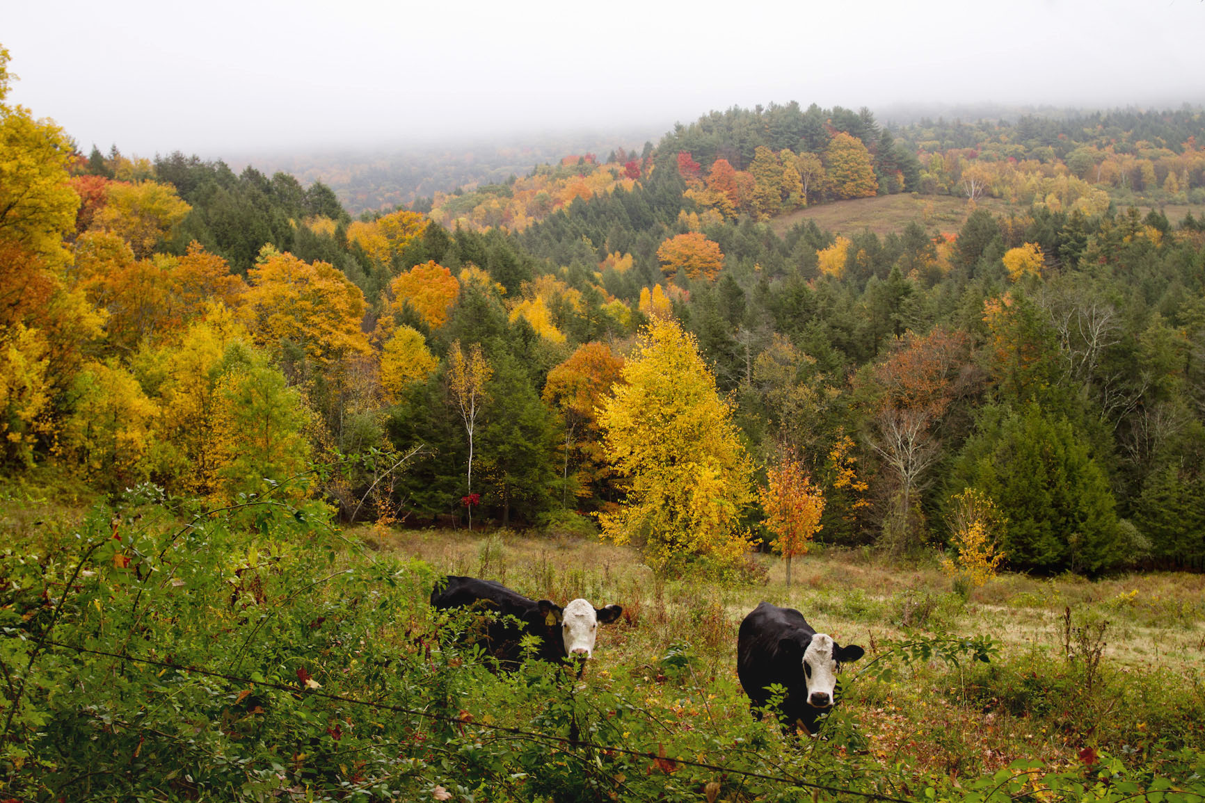 rural-farm-cows-autumn-leaves-foliage.jpg