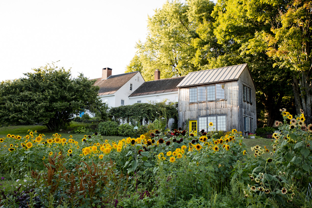 sunflower-garden-summer-yard-lifestyle-photography.jpg