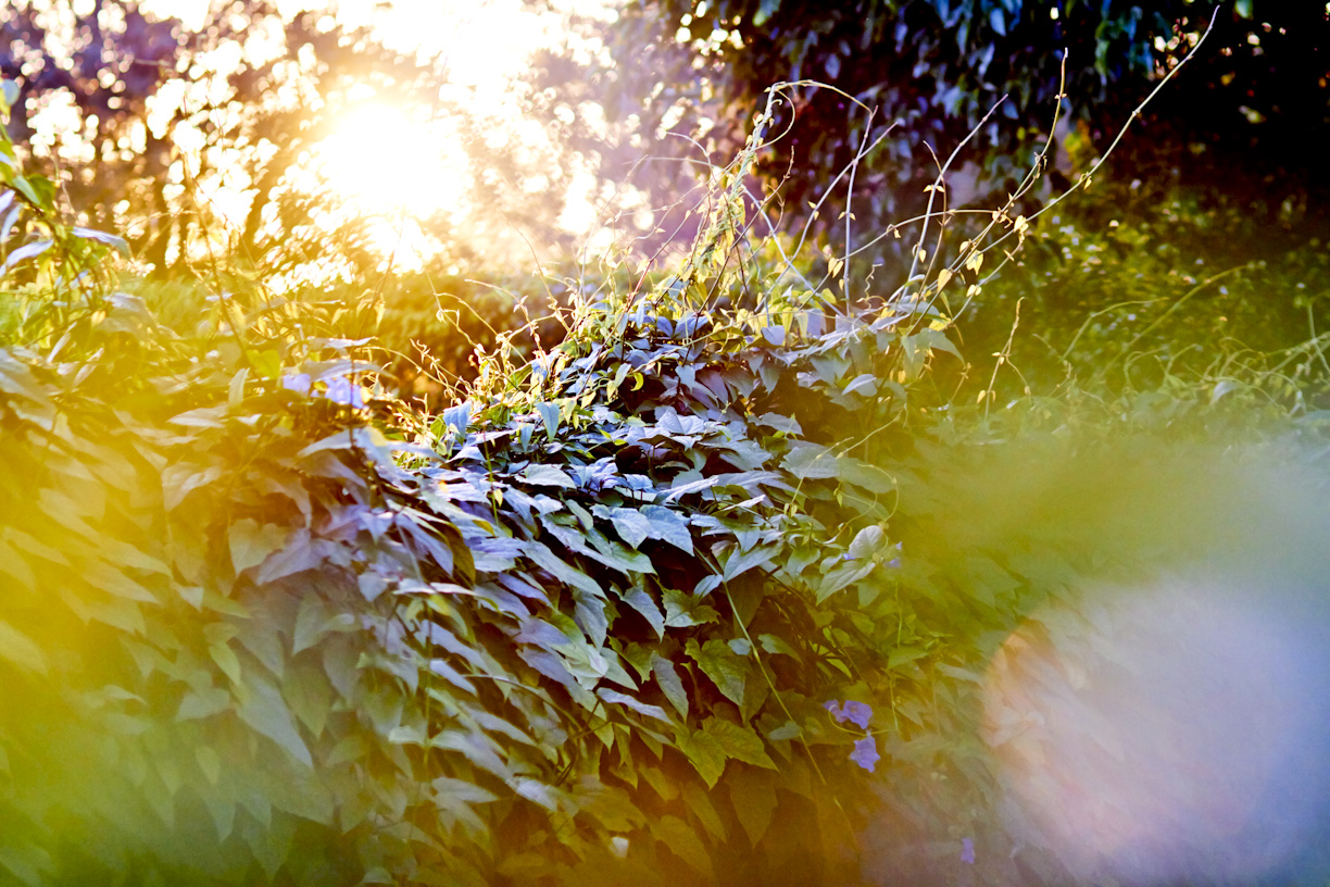 sunset-plants-lifestyle-photography.jpg