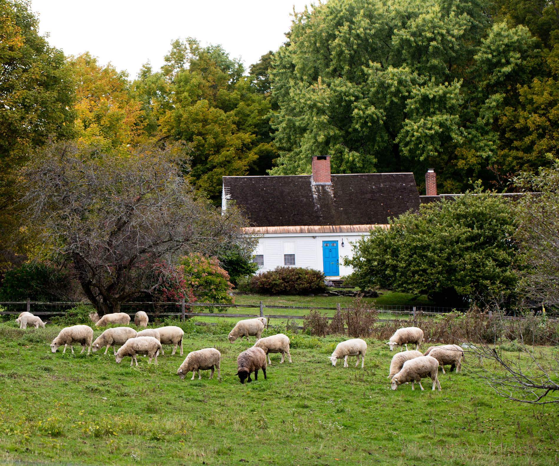 sheep-grazing-in-field-home.jpg