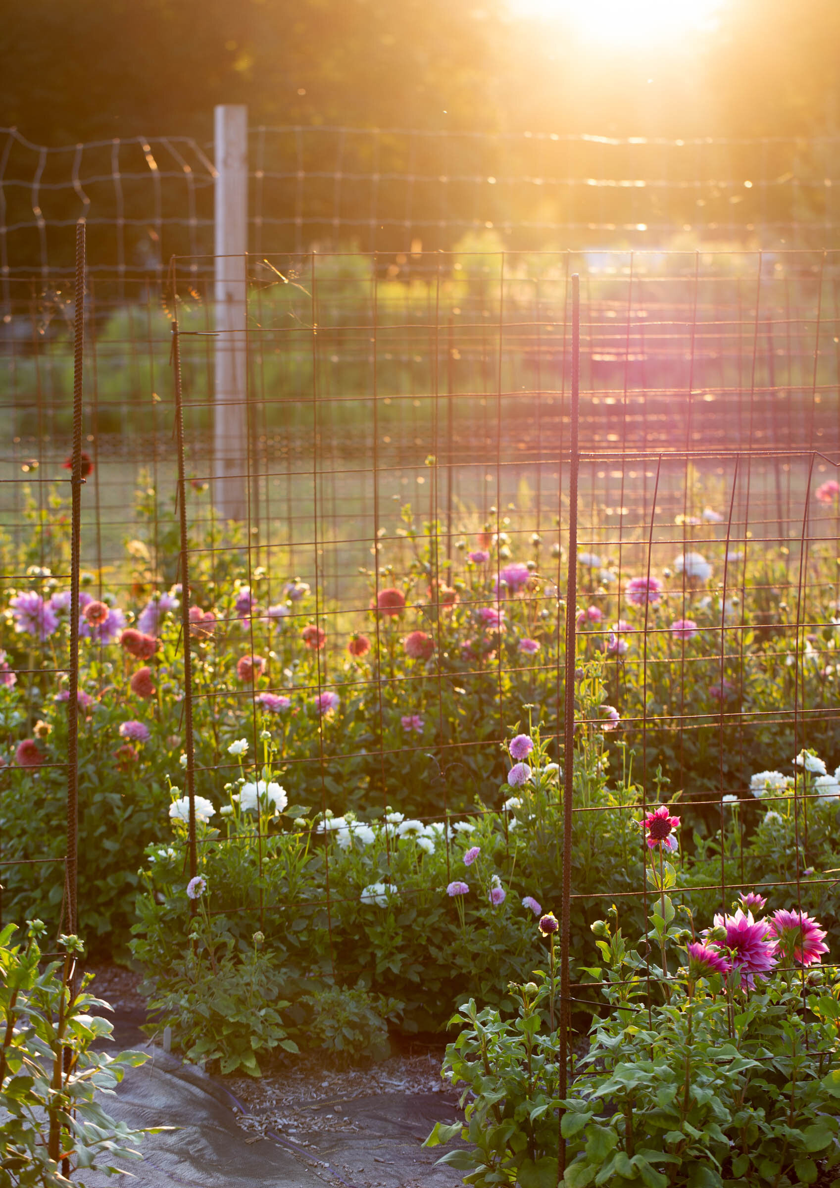 dinner-party-amongst-the-flowers-3.jpg