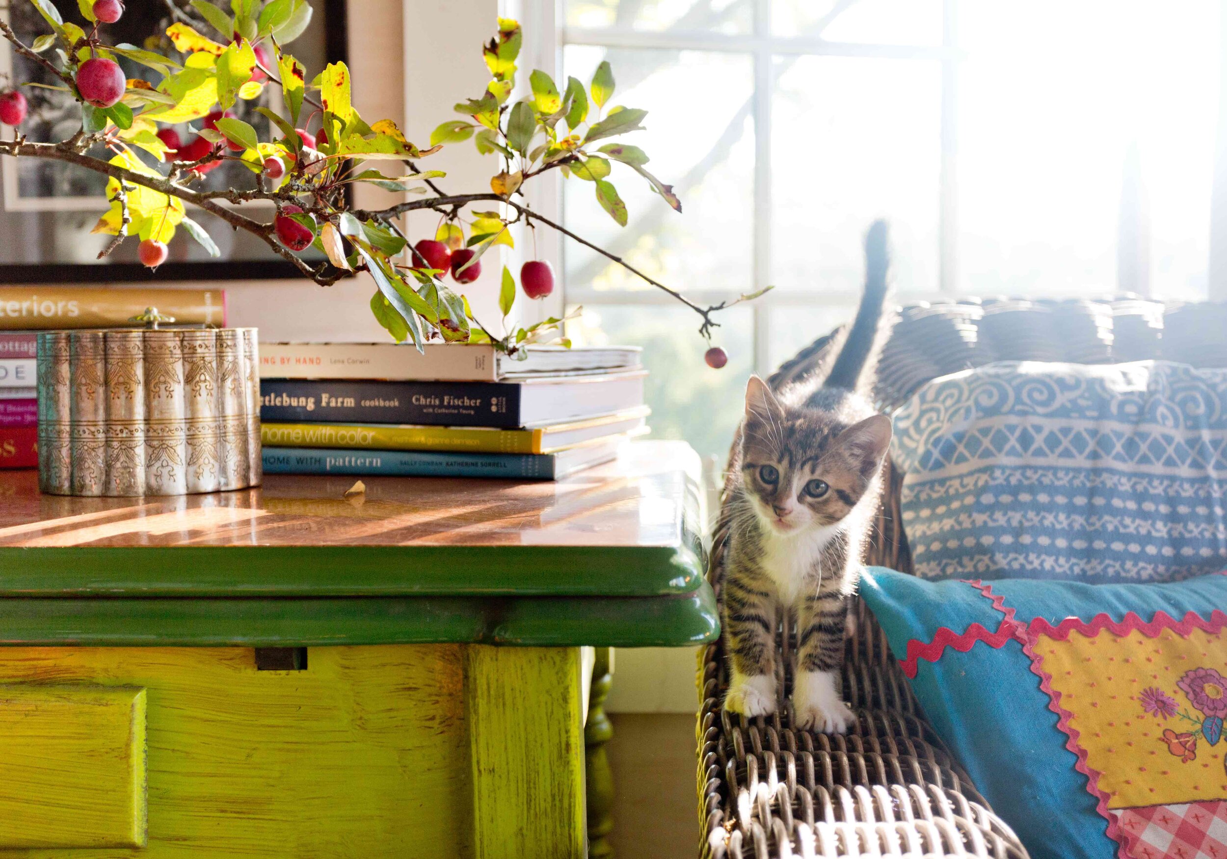 Cat-On-Wicker-Furniture.jpg