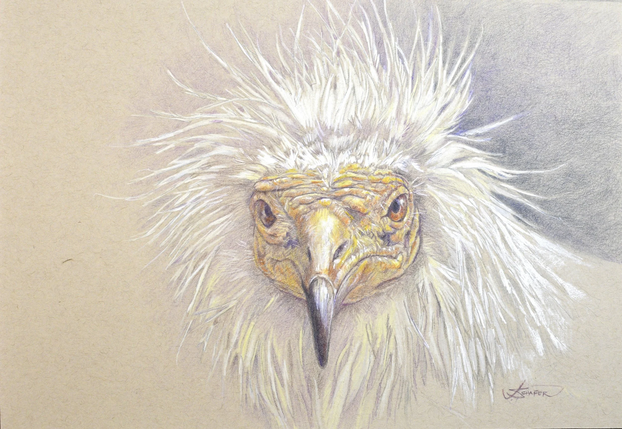 Egyptian Vulture, 2023