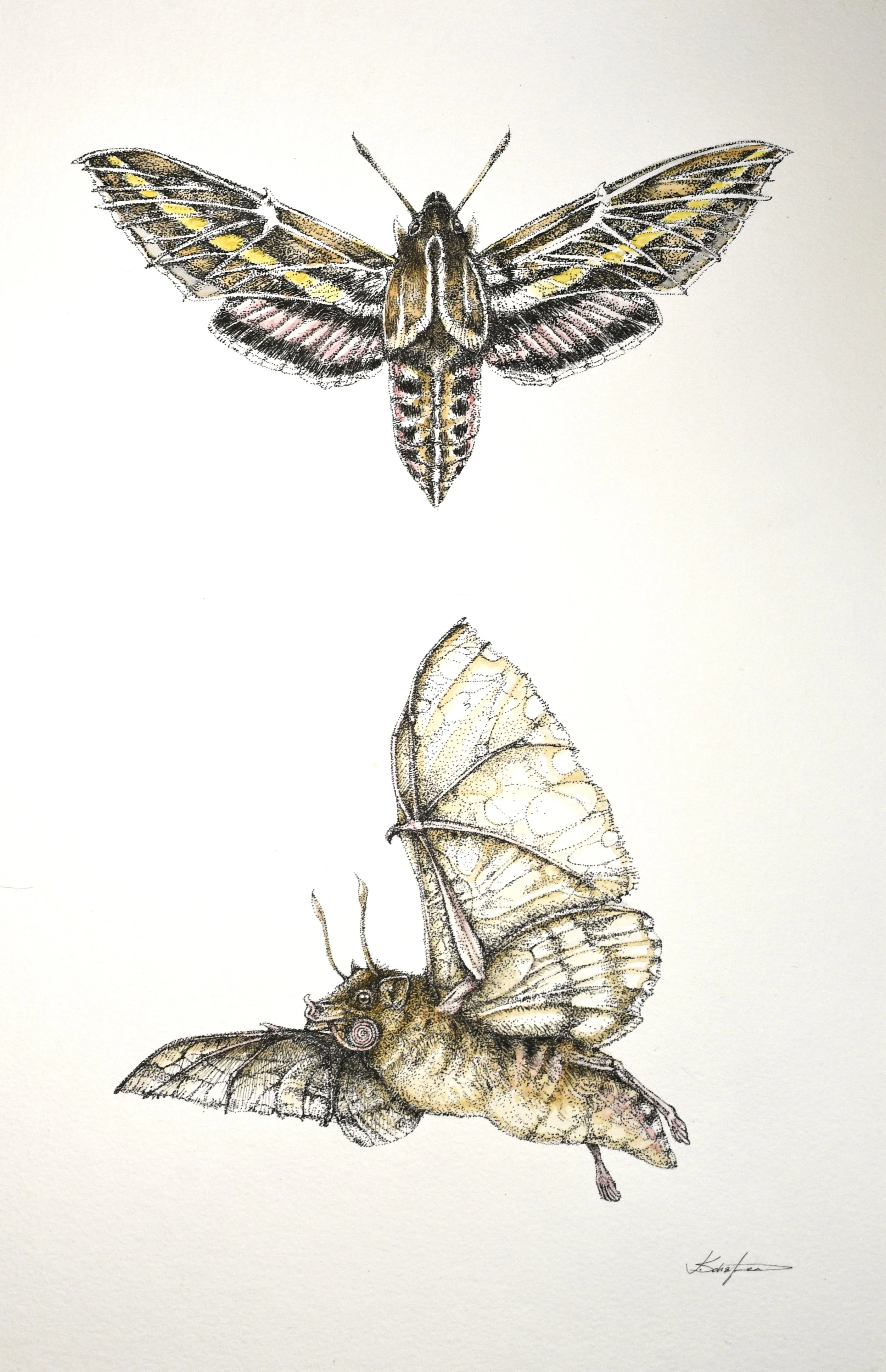 Lesser White-Lined Sphinx Bat, 2021